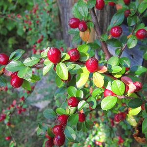Preview wallpaper berries, shrubs, nature