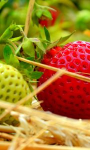 Preview wallpaper berries, strawberries, ripening