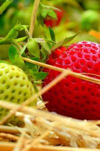 Preview wallpaper berries, strawberries, ripening