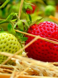 Preview wallpaper berries, strawberries, ripening