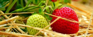 Preview wallpaper berries, strawberries, ripening