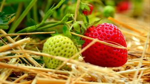 Preview wallpaper berries, strawberries, ripening