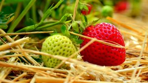 Preview wallpaper berries, strawberries, ripening