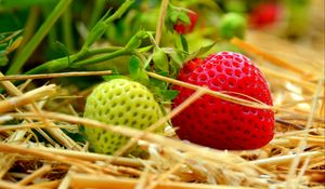 Preview wallpaper berries, strawberries, ripening