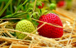 Preview wallpaper berries, strawberries, ripening