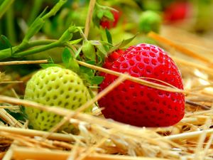 Preview wallpaper berries, strawberries, ripening