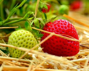 Preview wallpaper berries, strawberries, ripening