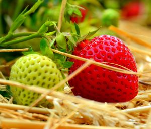 Preview wallpaper berries, strawberries, ripening