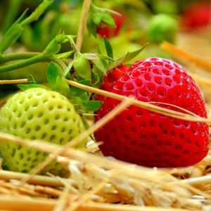 Preview wallpaper berries, strawberries, ripening