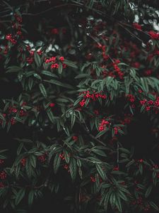 Preview wallpaper berries, tree, leaves, garden