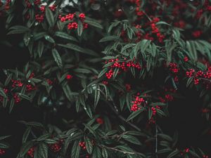 Preview wallpaper berries, tree, leaves, garden