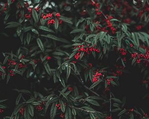 Preview wallpaper berries, tree, leaves, garden