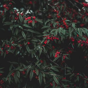 Preview wallpaper berries, tree, leaves, garden