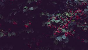 Preview wallpaper berries, tree, plant, leaves, bush