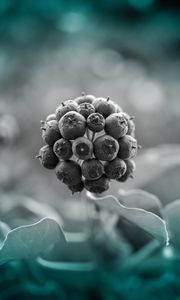 Preview wallpaper berries, vector, photoshop, macro