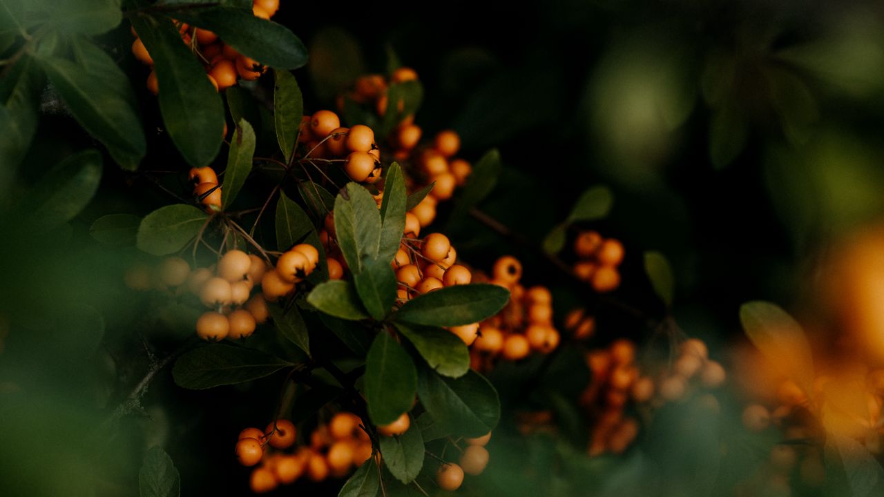 Wallpaper berries, yellow, bunches, leaves, plant hd, picture, image