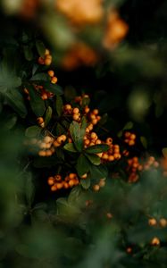Preview wallpaper berries, yellow, bunches, leaves, plant