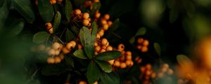 Preview wallpaper berries, yellow, bunches, leaves, plant