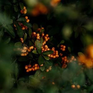 Preview wallpaper berries, yellow, bunches, leaves, plant