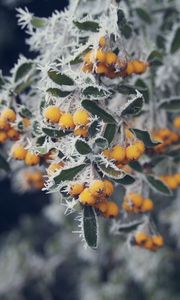 Preview wallpaper berries, yellow, hoarfrost, frost, macro