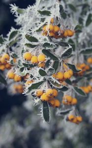 Preview wallpaper berries, yellow, hoarfrost, frost, macro