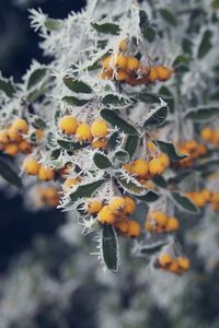 Preview wallpaper berries, yellow, hoarfrost, frost, macro