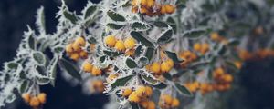 Preview wallpaper berries, yellow, hoarfrost, frost, macro