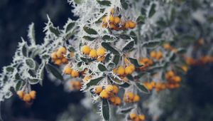 Preview wallpaper berries, yellow, hoarfrost, frost, macro