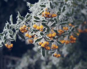 Preview wallpaper berries, yellow, hoarfrost, frost, macro