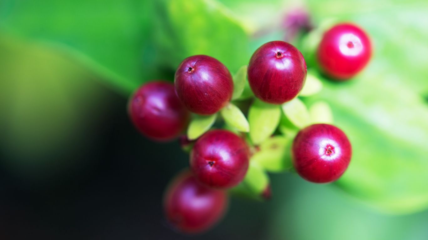 Download wallpaper 1366x768 berry, branch, close-up tablet, laptop hd