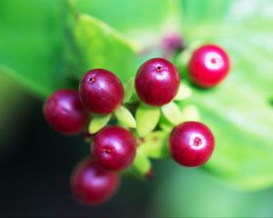 Preview wallpaper berry, branch, close-up