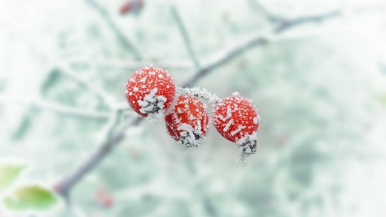 Wallpaper berry, branch, frost, winter