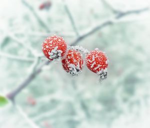 Preview wallpaper berry, branch, frost, winter