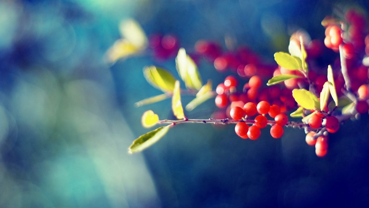Wallpaper berry, branch, glare, leaves