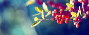 Preview wallpaper berry, branch, glare, leaves