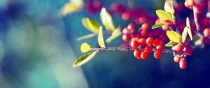 Preview wallpaper berry, branch, glare, leaves