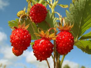 Preview wallpaper berry, branch, grass