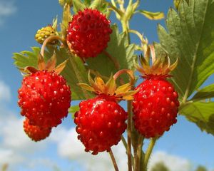 Preview wallpaper berry, branch, grass