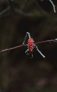 Preview wallpaper berry, branch, ice, macro