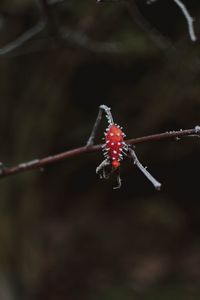 Preview wallpaper berry, branch, ice, macro