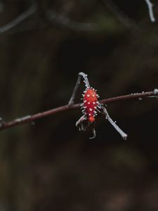 Preview wallpaper berry, branch, ice, macro