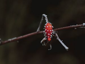 Preview wallpaper berry, branch, ice, macro