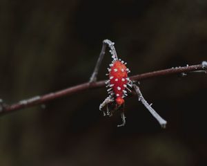 Preview wallpaper berry, branch, ice, macro