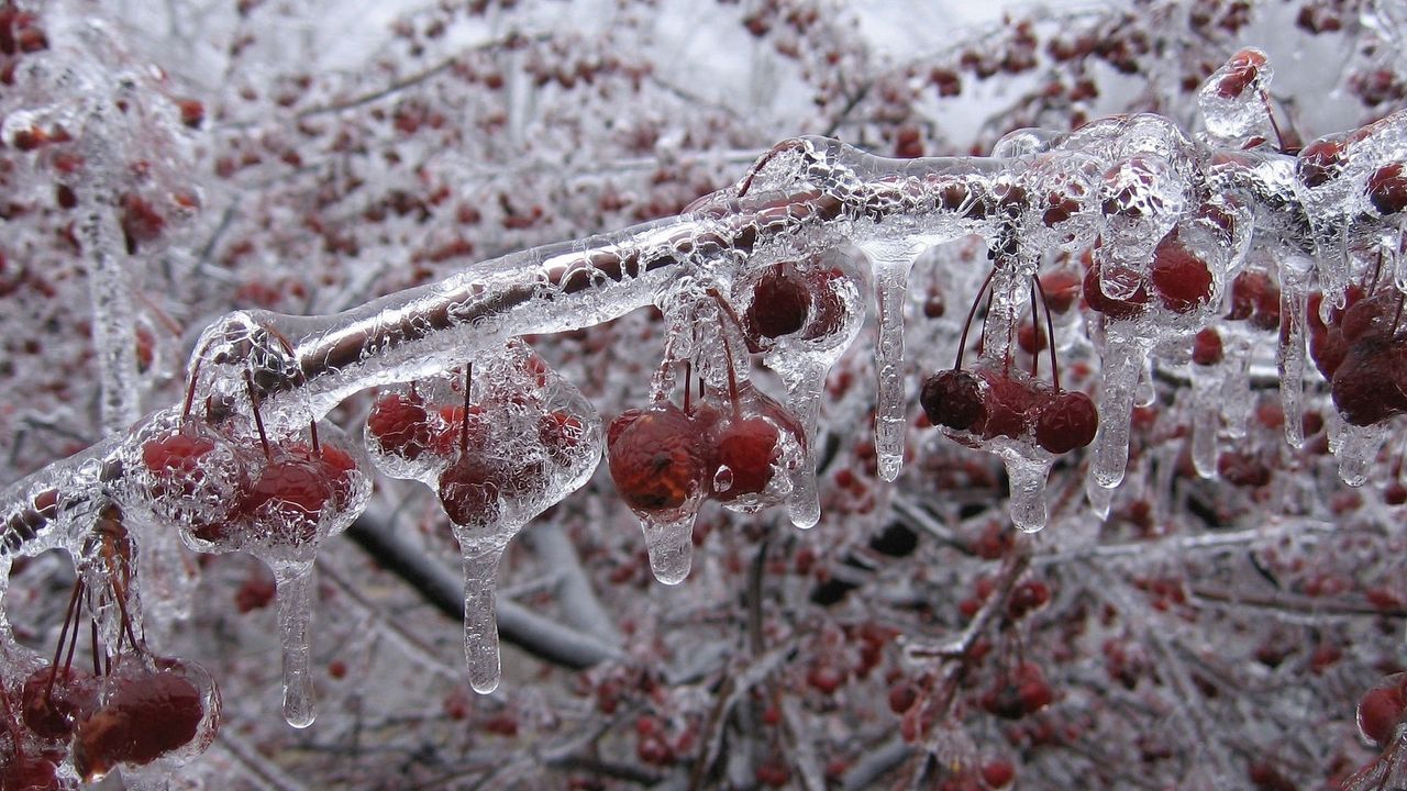 Wallpaper berry, branch, ice, frozen
