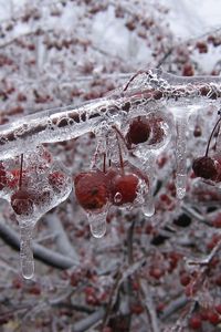 Preview wallpaper berry, branch, ice, frozen