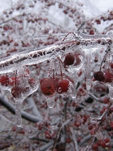 Preview wallpaper berry, branch, ice, frozen