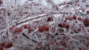 Preview wallpaper berry, branch, ice, frozen