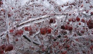 Preview wallpaper berry, branch, ice, frozen