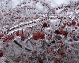 Preview wallpaper berry, branch, ice, frozen