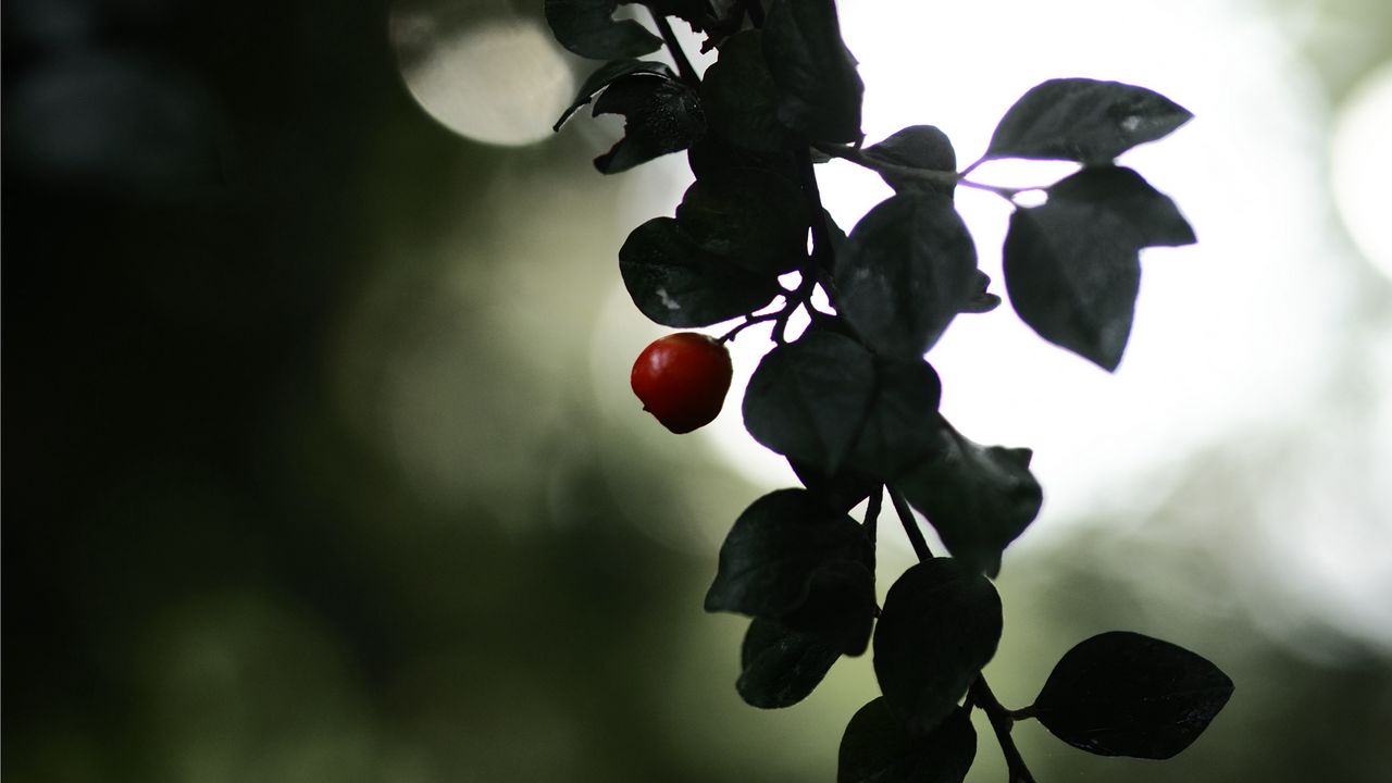 Wallpaper berry, branch, leaves, blur, macro
